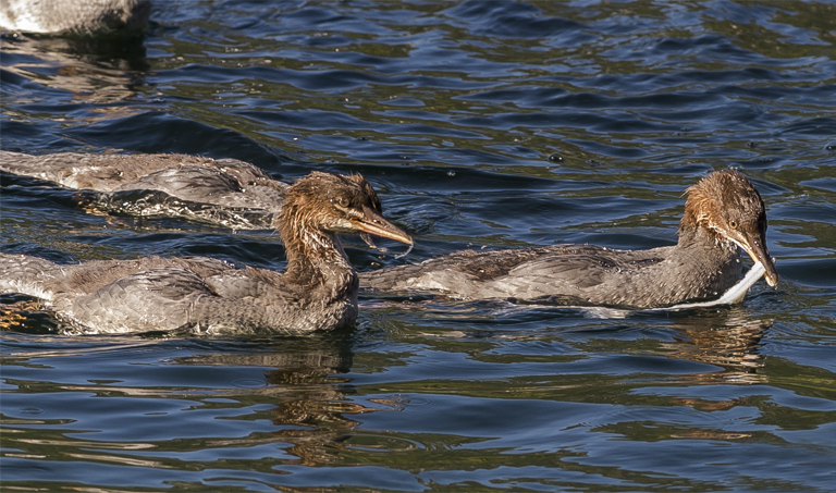 giovani di Smergo maggiore (Mergus merganser)